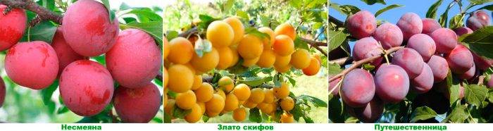 Сорти
