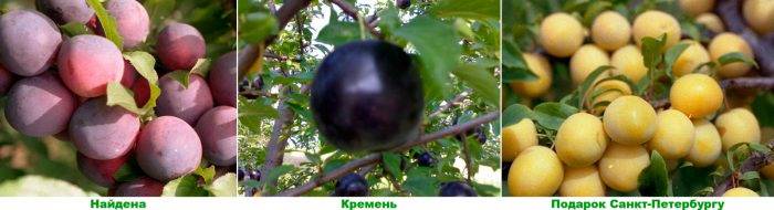 Ранні сорти аличі