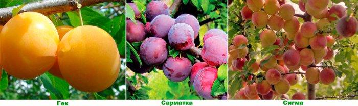 Середні сорти аличі