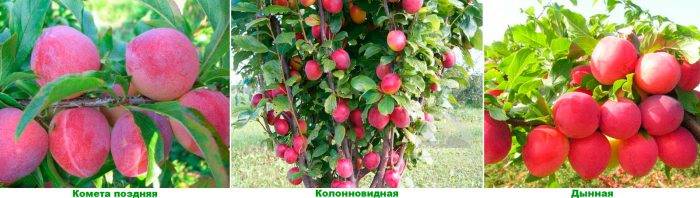 Алича