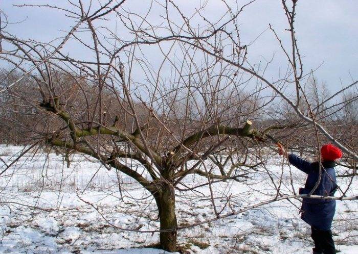 Весняна обрізка