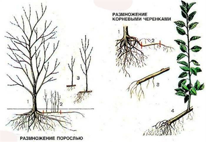 Розмноження кореневими нащадками або порослю
